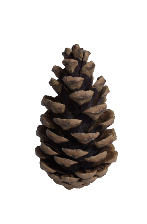 cone pine pine cone