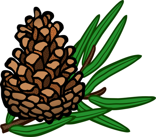 cone conifer pine