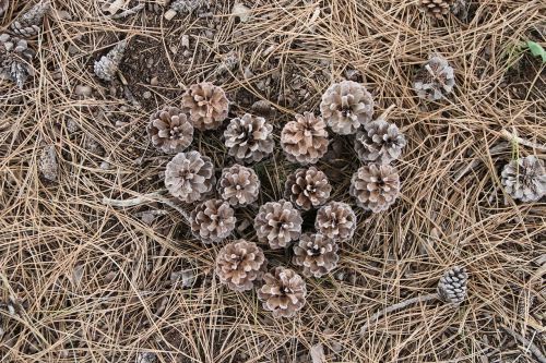 cone garden plant