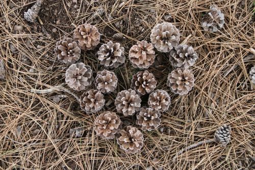 cone garden plant