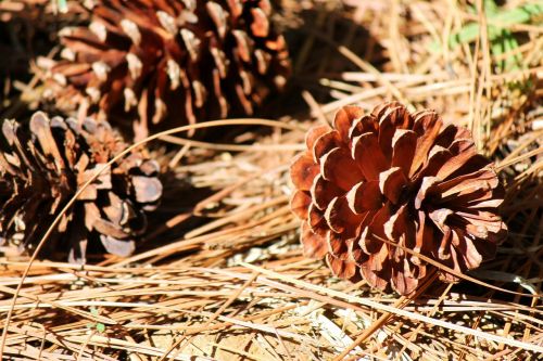 cone pinecone seed