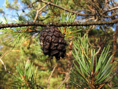 cone tree pine