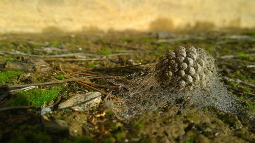 cone autumn nature