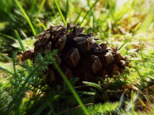 cone spring grass