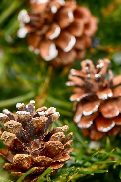 cone  season  pine