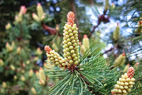 cone  pine cone  fruit