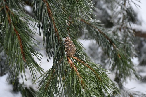 cone  nature  evergreen