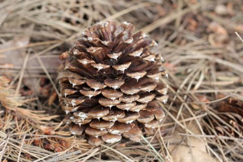 cone tree brown