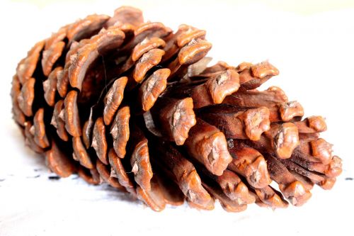 cone pine fruit