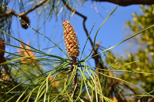 cone pine crop
