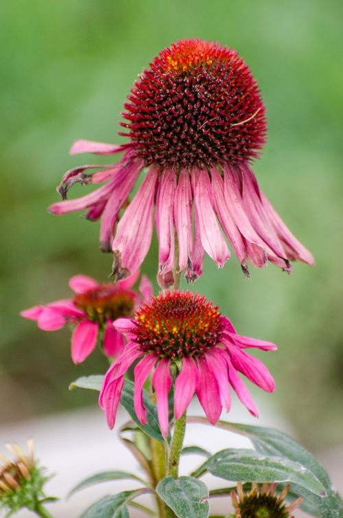 cone flower coneflower purple