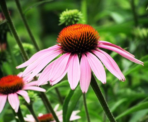 cone flower echinacea pink