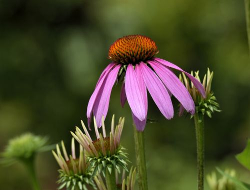 cone flower beauty blossom