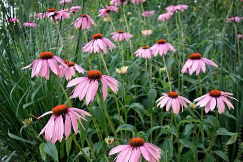 cone flower purple cone flower echinacea purpurea