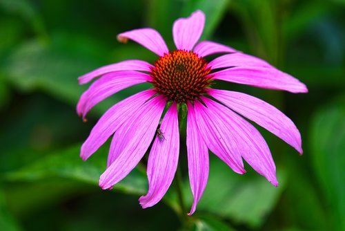 cone flower  plant  echinacea purpurea