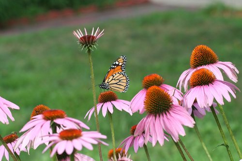 cone flower  monarch  summer