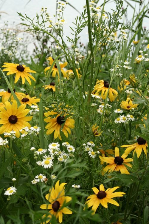 cone flowers yellow flowers wild flowers