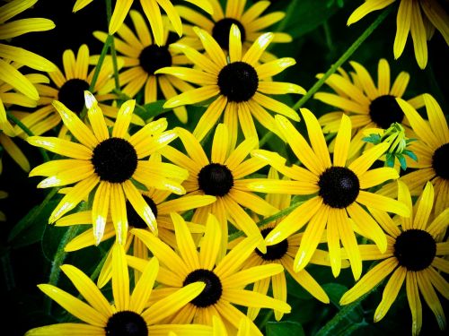 cone flowers yellow flowers