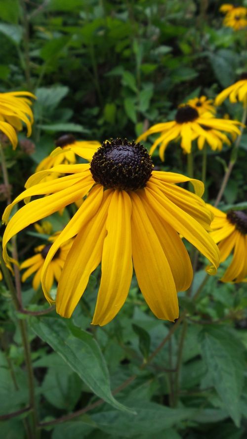 coneflower flowers yellow