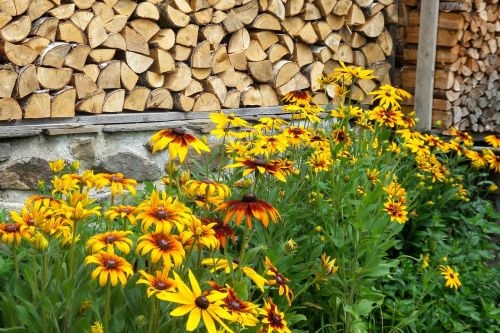 coneflower flower flowers