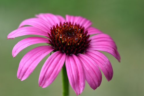 coneflower  flower  blossom