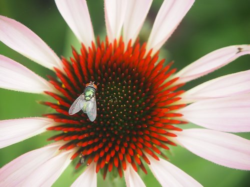 coneflower  garden  plant