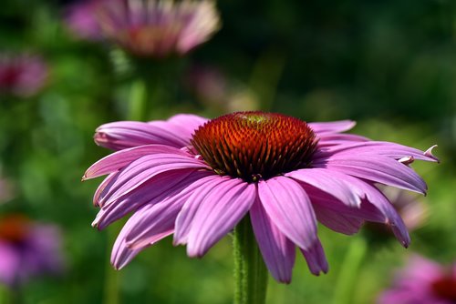 coneflower  flower  blossom