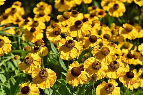 coneflower  blossom  bloom