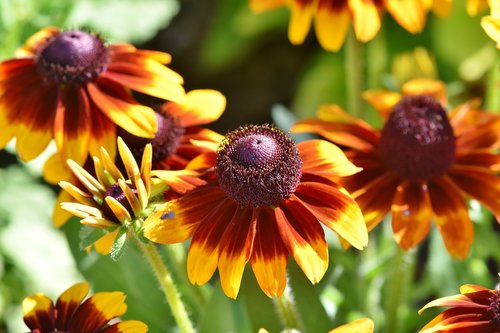 coneflower  blossom  bloom