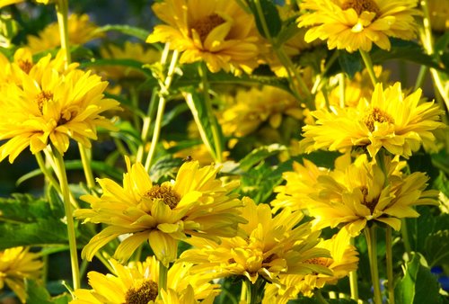 coneflower  flower  blossom