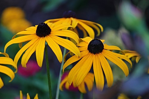 coneflower  yellow coneflower  rudbeckia fulgida