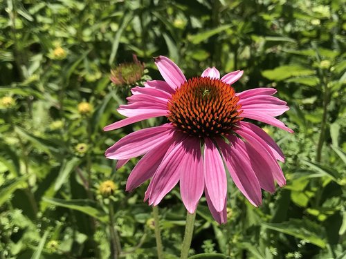 coneflower  flower  bloom