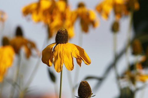 coneflower  echinacea  korblütler