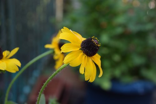 coneflower  flower  blossom