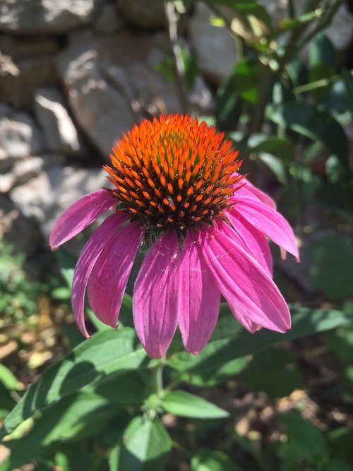 coneflower  flower  blossom