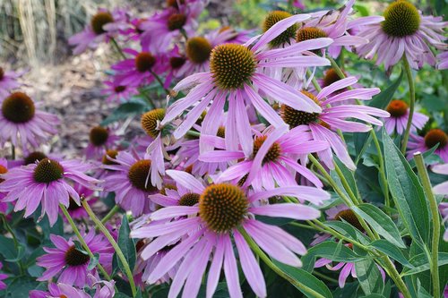 coneflower  purple  enchinacea