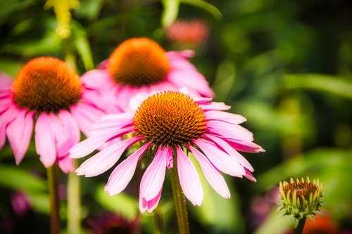 coneflower  pink  flowers