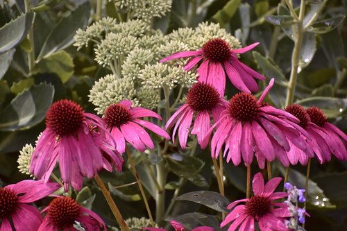 coneflower  pink  echinacea