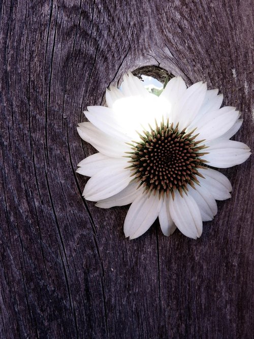 coneflower  flower  floral