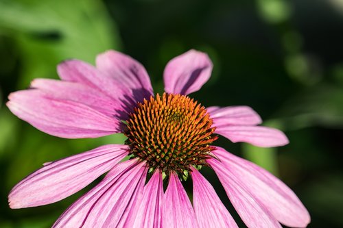 coneflower  blossom  bloom