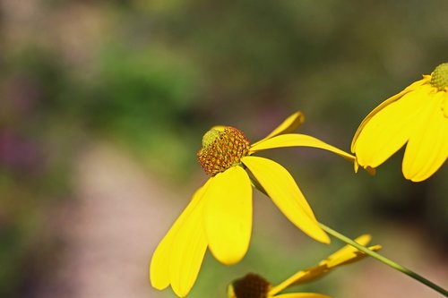 coneflower  shrub summer  yellow flower