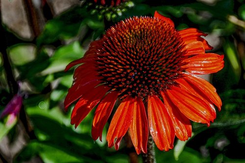 coneflower  red  flower