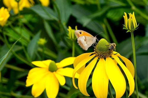 coneflower  yellow  nature