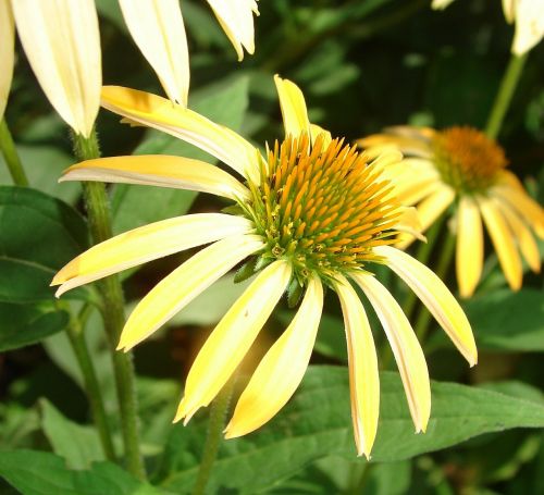 coneflower yellow bloom