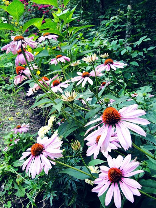 coneflower flower echinacea