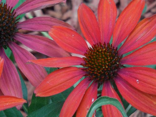 coneflower cone flower