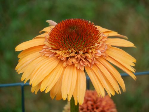 coneflower echinacea flower