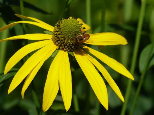 coneflower flower yellow