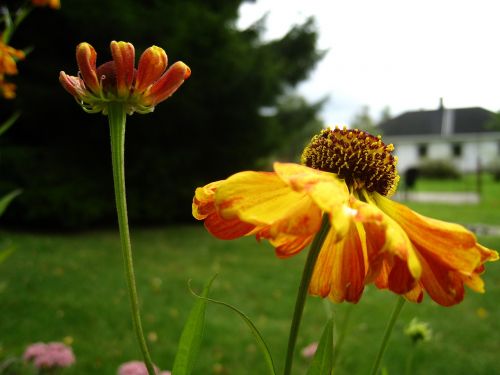 coneflower orange flowers