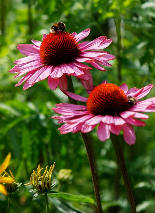 Coneflower, Echinacea